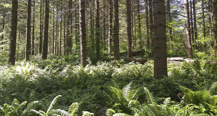 County beginning project to thin forest canopy at Spud Mountain property