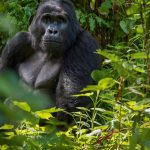 Affordable gorilla encounters in Uganda’s Bwindi Impenetrable Forest