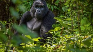 Affordable gorilla encounters in Uganda’s Bwindi Impenetrable Forest