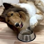 Japanese man who spent $14K to be a collie is no show dog: AKC judges