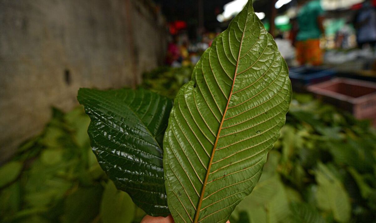 Woman died after taking kratom ‘health supplement’ with morning coffee