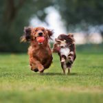 How To Keep Your Dog Happy and Healthy: The Science Behind Dog Health