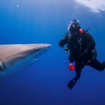 What can you do to avoid a shark attack?