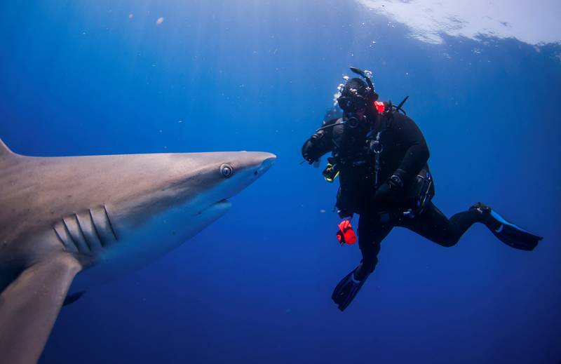 What can you do to avoid a shark attack?