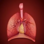 Thymus gland plays critical role in adult health, study finds