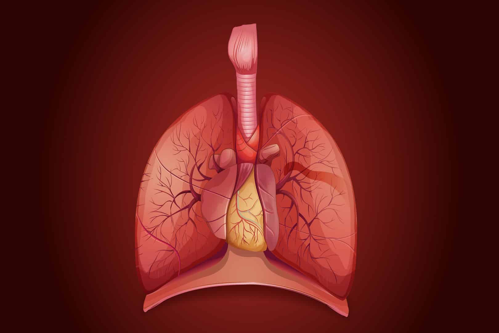 Thymus gland plays critical role in adult health, study finds