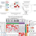 Detecting somatic mutations in single-cell data sets