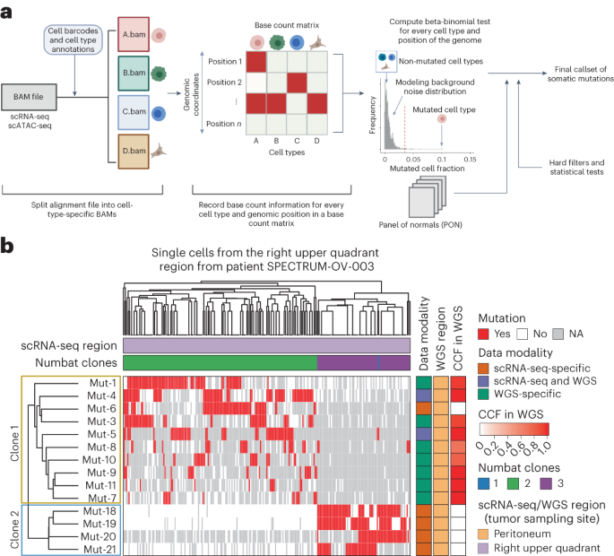 Detecting somatic mutations in single-cell data sets