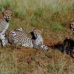 India loses another cheetah in Kuno National Park, eighth in five months