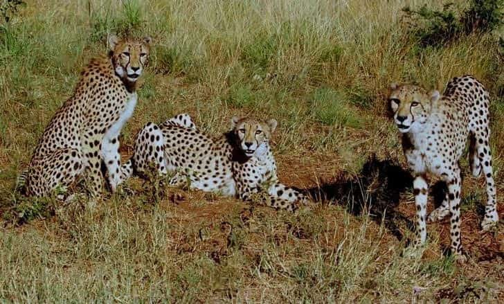 India loses another cheetah in Kuno National Park, eighth in five months