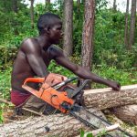 Forests & Finance: Wood export bans and short-staffed regulators