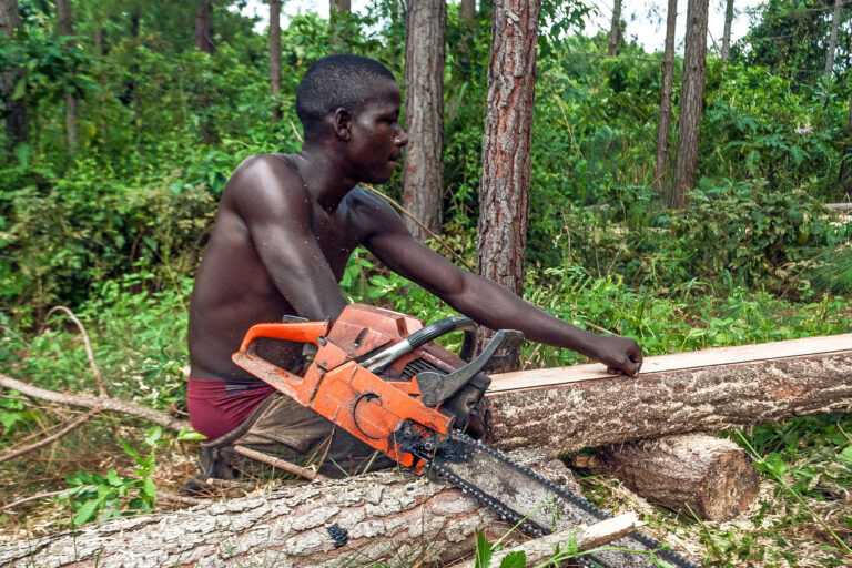 Forests & Finance: Wood export bans and short-staffed regulators