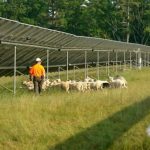 How “solar grazing” is creating a new industry