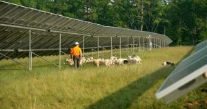 How “solar grazing” is creating a new industry