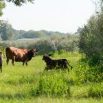 Livestock are dying in the heat. This little-known farming method offers a solution.