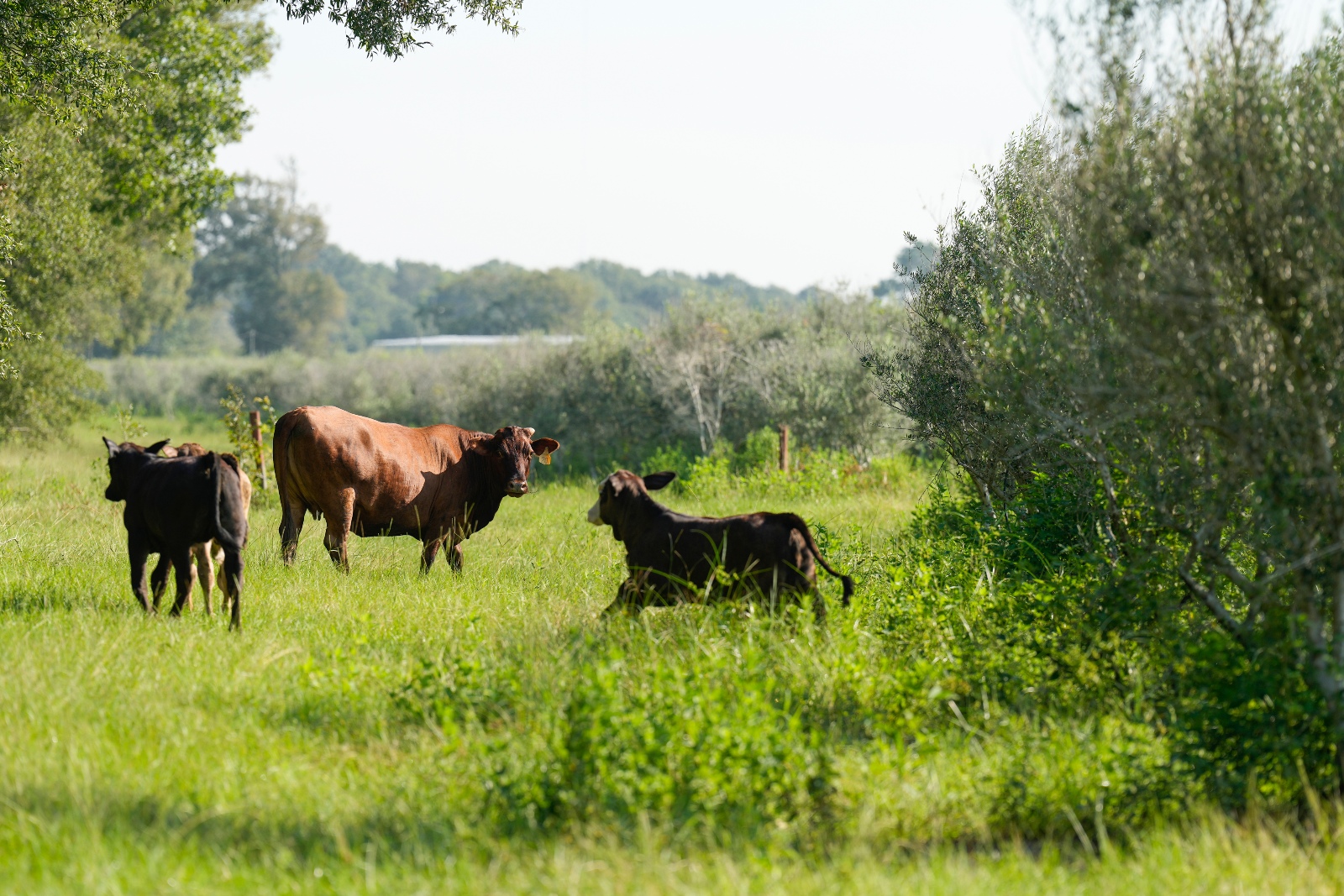 Livestock are dying in the heat. This little-known farming method offers a solution.