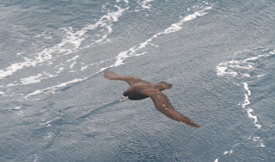 Global study highlights effect of plastic pollution on foraging seabirds