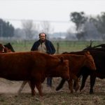 Argentine farmers back conservatives in election, hoping for freer markets