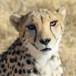 Cheetah experts blame communications breakdown for ‘avoidable deaths’ in India project