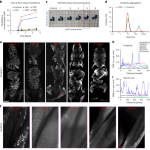 Whole-body cellular mapping in mouse using standard IgG antibodies