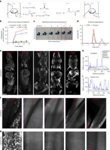 Whole-body cellular mapping in mouse using standard IgG antibodies