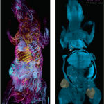 Breaking boundaries in whole-body imaging and disease understanding with wildDISCO