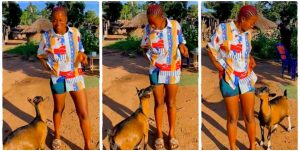 “Your bestie is pregnant” – Lady causes a stir as she pampers her pregnant goat (Video)