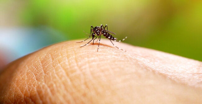 Las Américas busca expandir la vigilancia genómica a dengue, chikunguña y otros virus transmitidos por mosquitos