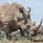 Africa: New Embryos, Surrogate Mothers Added to Northern White Rhino Rescue Project