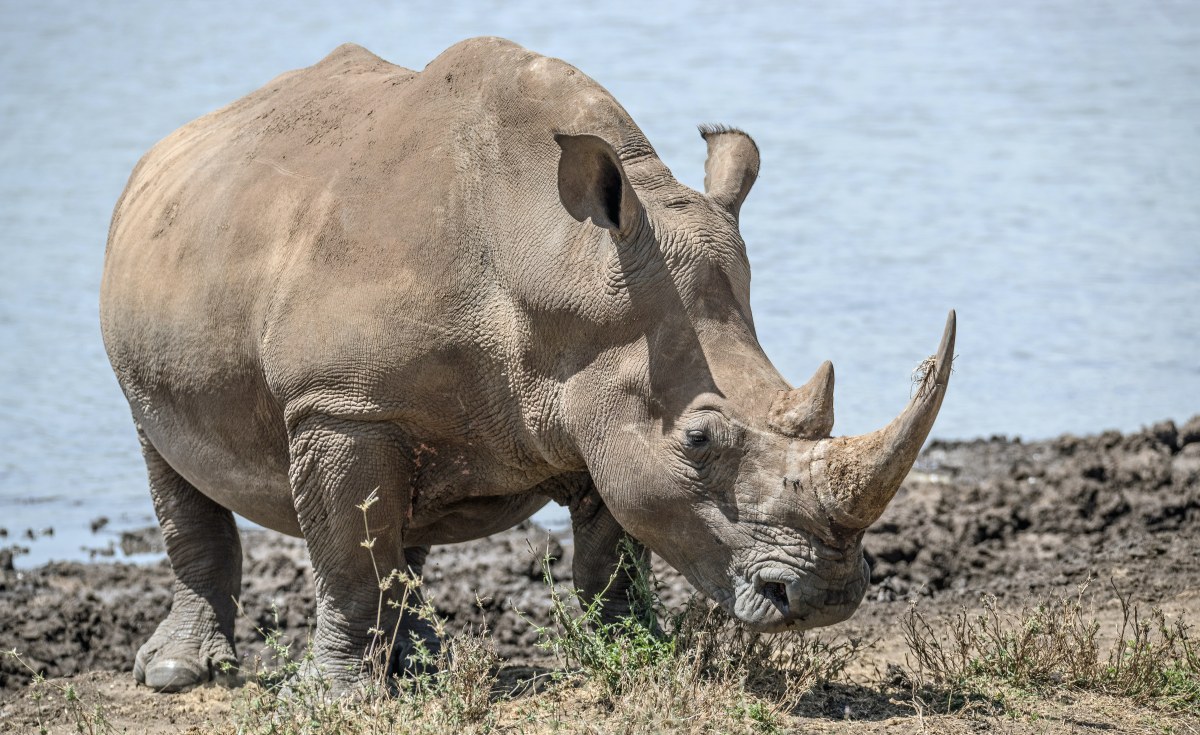 Africa: New Embryos, Surrogate Mothers Added to Northern White Rhino Rescue Project