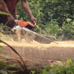 Forests & Finance: Cameroon raw log ban expands and villagers act against ‘forest bandits’