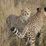 Cheetahs have come back to India. Why do they keep dying?