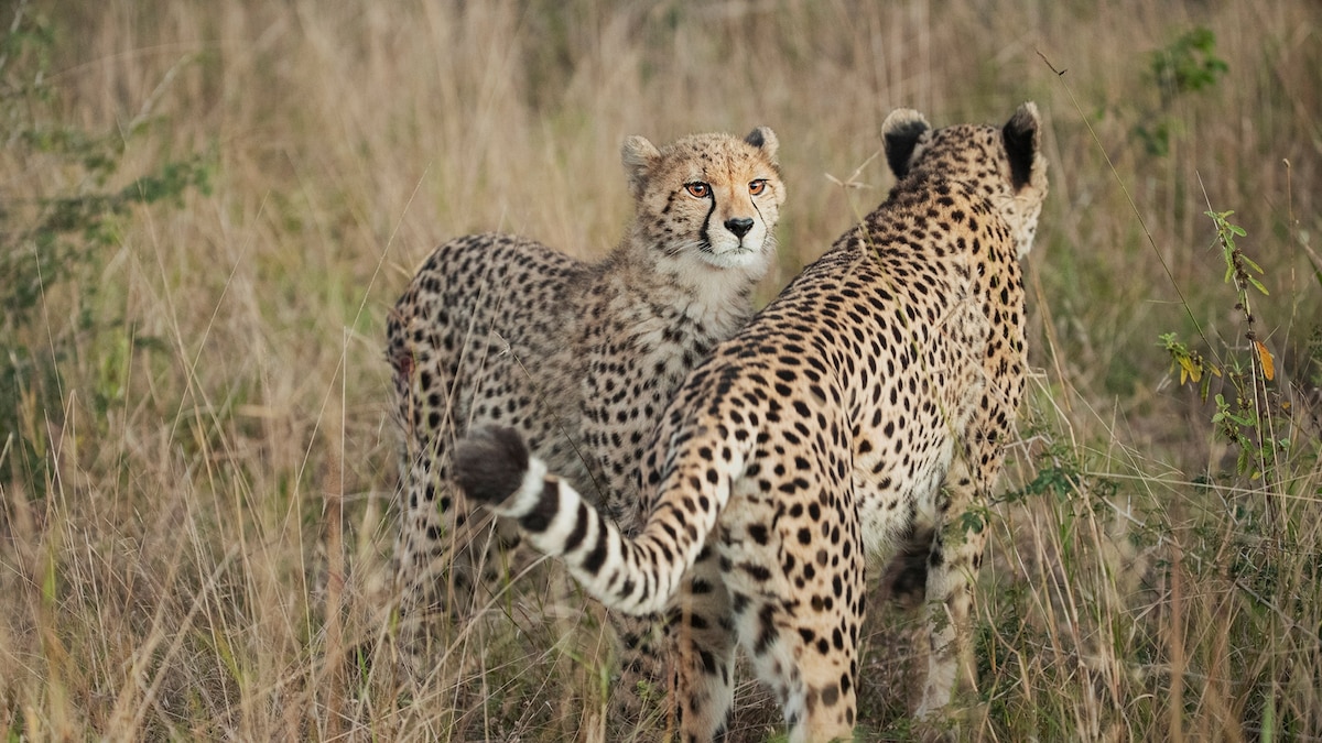 Cheetahs have come back to India. Why do they keep dying?