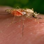 First locally-acquired case of malaria in over 40 years confirmed in Maryland