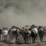 Horn of Africa’s Livestock Feed and Fodder Crisis Demands Urgent Action