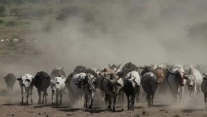 Horn of Africa’s Livestock Feed and Fodder Crisis Demands Urgent Action