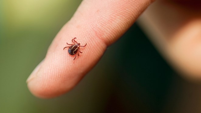 Human case of Lyme Disease reported by Sudbury health unit