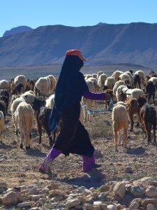 Morocco calls for Australian live exports, but response from major player ‘lukewarm’