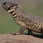 GREEN SCORPIONS STING: SA couple sentenced for unlawfully exporting vulnerable sungazer lizards