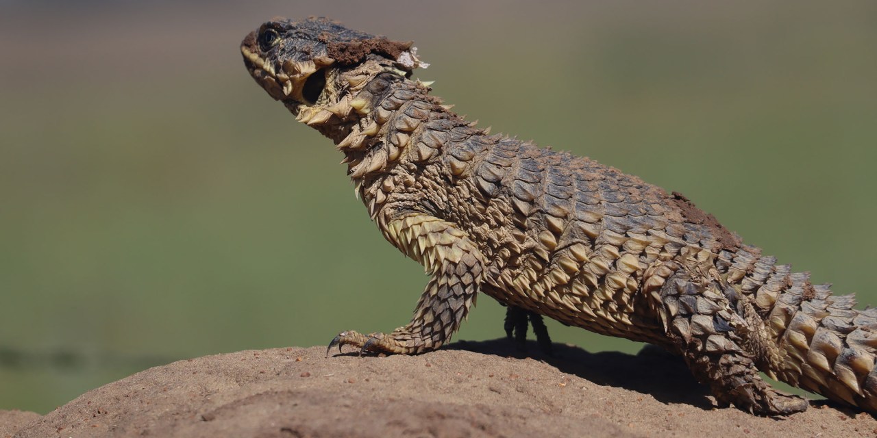 GREEN SCORPIONS STING: SA couple sentenced for unlawfully exporting vulnerable sungazer lizards