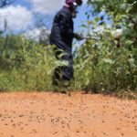 How a UN-led fight against locusts took a toxic toll on Kenyan farmers