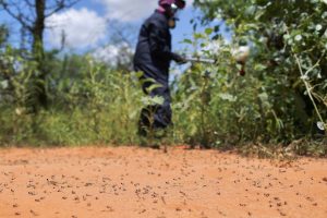 How a UN-led fight against locusts took a toxic toll on Kenyan farmers