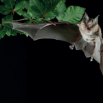 Bat biotech takes flight