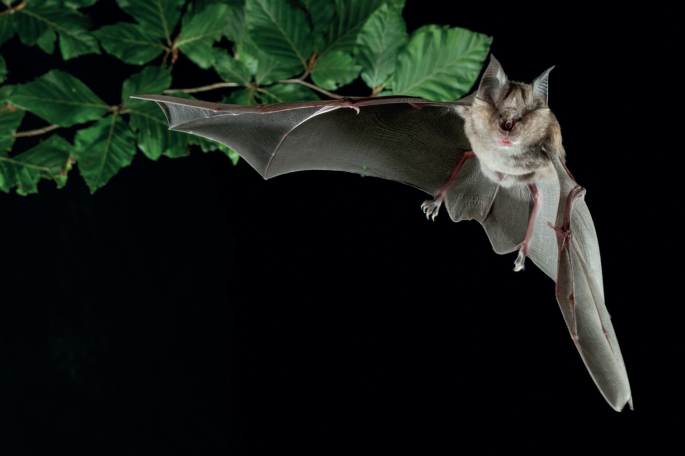 Bat biotech takes flight