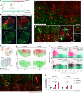 Young glial progenitor cells competitively replace aged and diseased human glia in the adult chimeric mouse brain