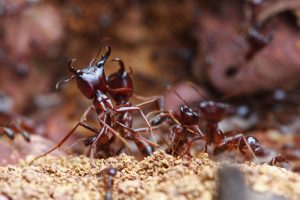 Do virus-detecting ants hold the key to preventing zoonotic diseases?