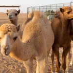 Clearing the funding hump: Saudi invests in camel dairy firm to bolster industry growth amid economy diversification