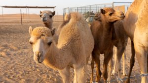 Clearing the funding hump: Saudi invests in camel dairy firm to bolster industry growth amid economy diversification