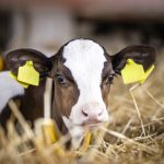 ‘We were really surprised’: Low-cost precision technology can detect bovine respiratory disease days before symptoms appear