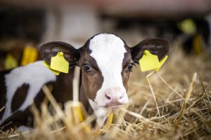 ‘We were really surprised’: Low-cost precision technology can detect bovine respiratory disease days before symptoms appear